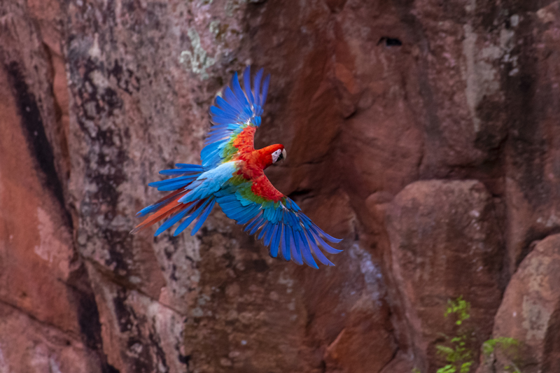 Bonito - Photo by Hudson Garcia (8)